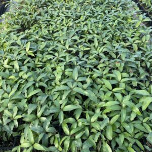 Mango Alveolos