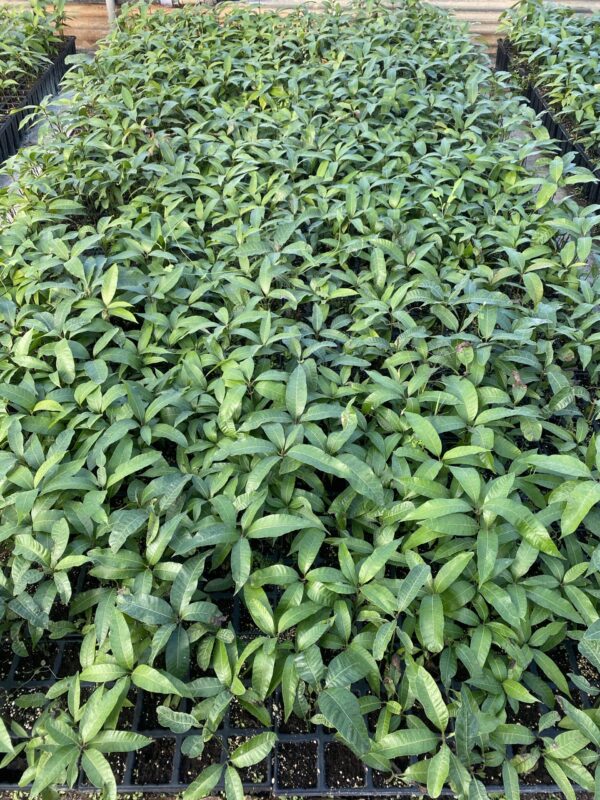 Mango Alveolos