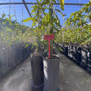 Planta de Mango Kent