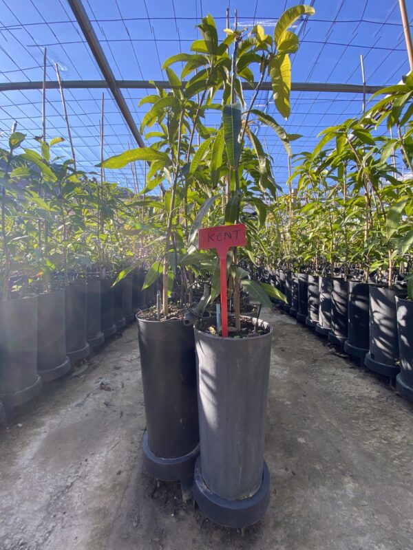 Planta de Mango Kent