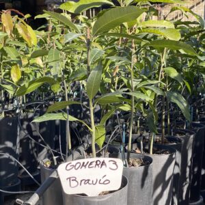 Mango Gomera 3 Bravío