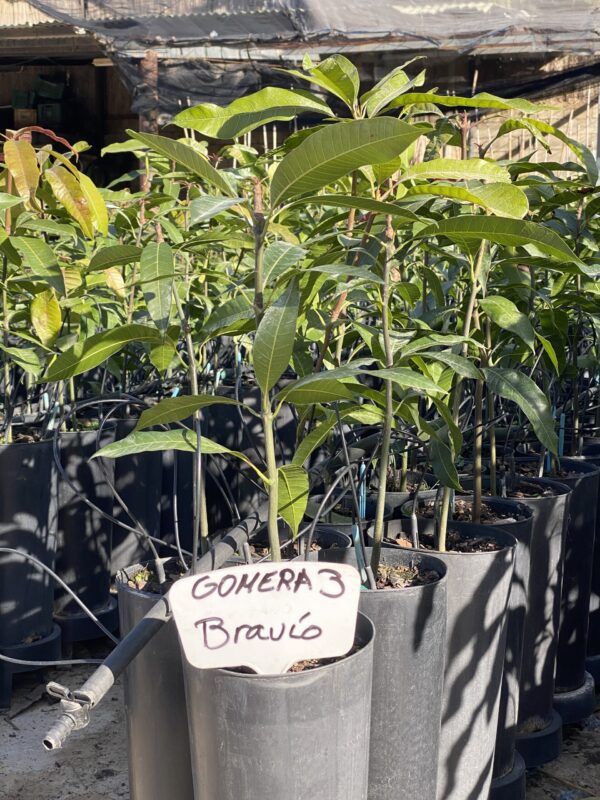 Mango Gomera 3 Bravío