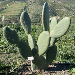 Chumbo Melancia