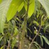 Mango Osteen - Imagen 2