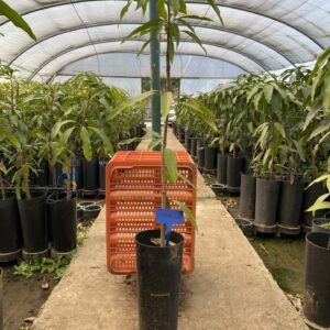Mango Sensacion