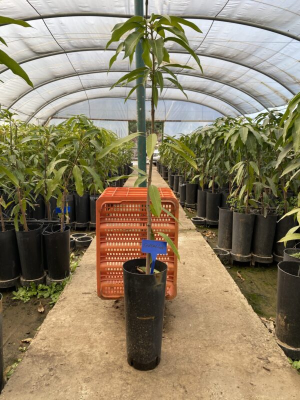 Mango Sensacion