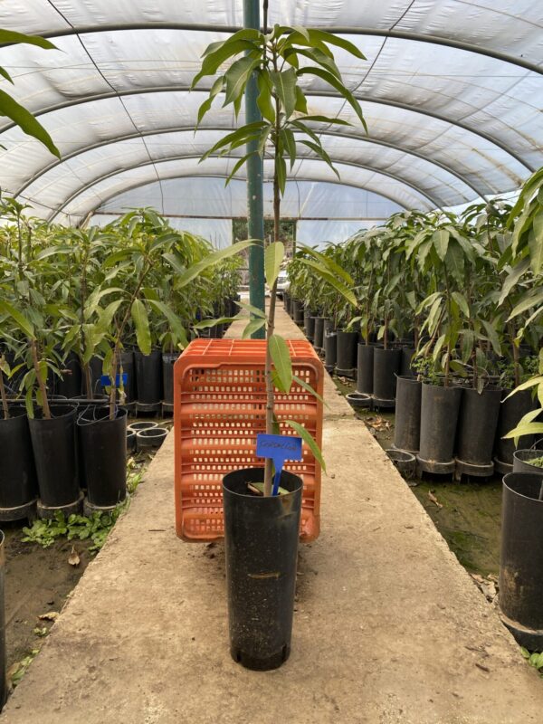 Mango Sensacion - Imagen 4