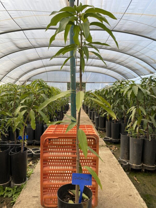 Mango Sensacion - Imagen 5