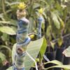Mango Sensacion - Imagen 2