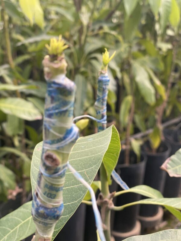 Mango Sensacion - Imagen 2