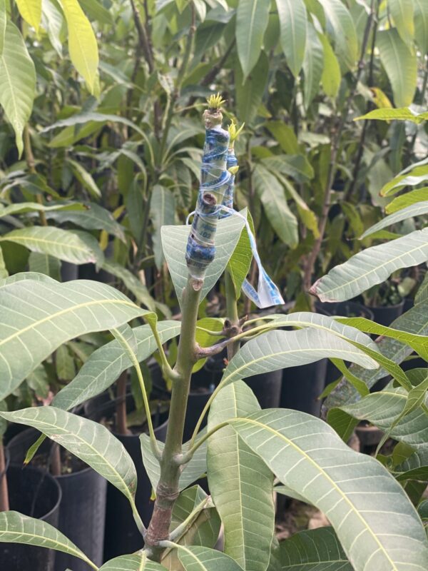 Mango Sensacion - Imagen 3