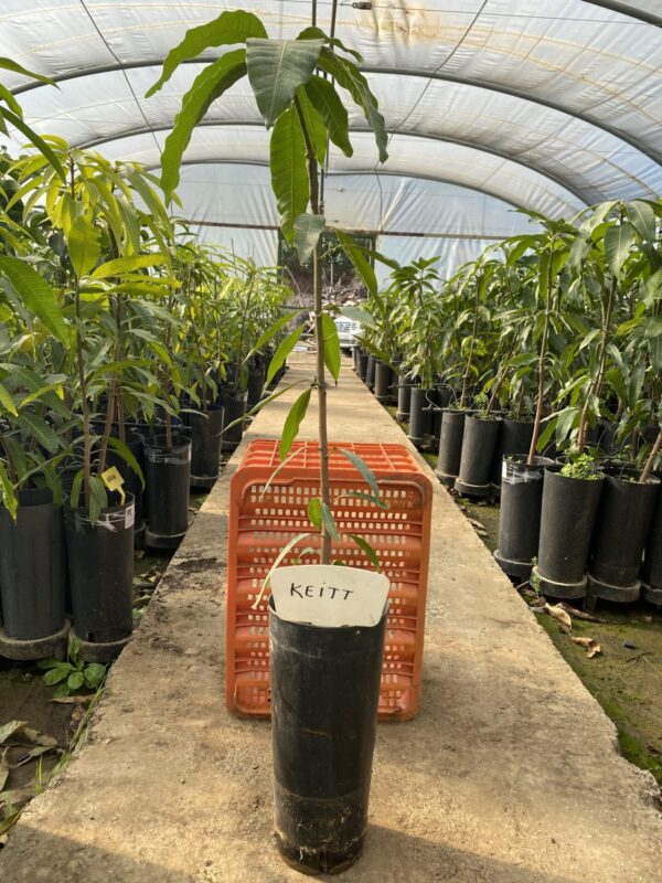 Planta de Mango Keitt - Imagen 2