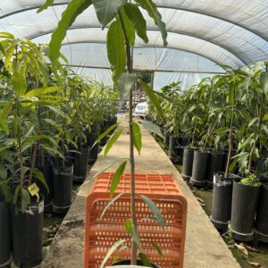 Planta de Mango Keitt