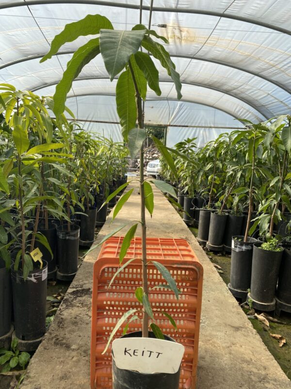 Planta de Mango Keitt