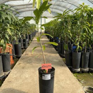 Mango Ataulfo