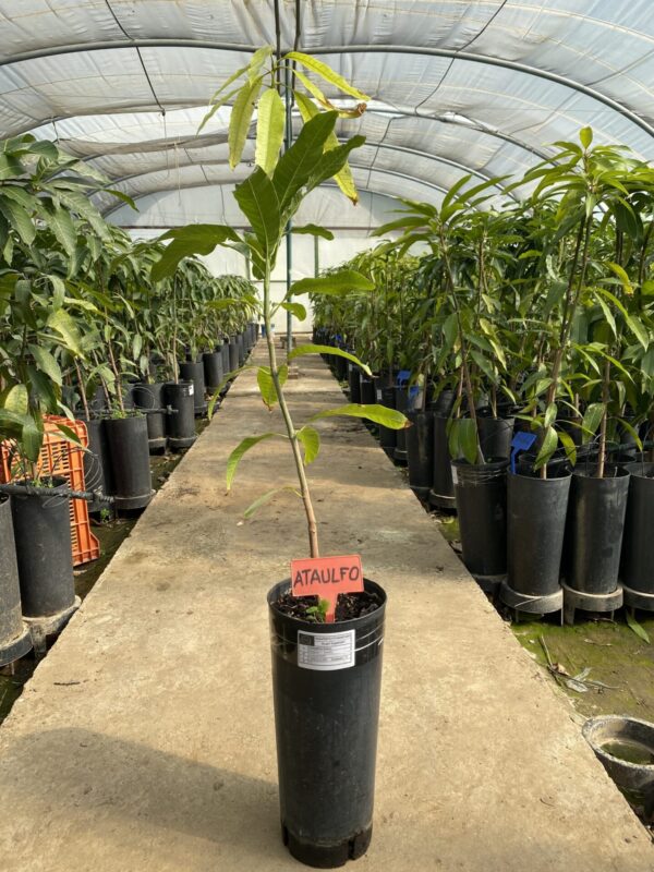 Mango Ataulfo