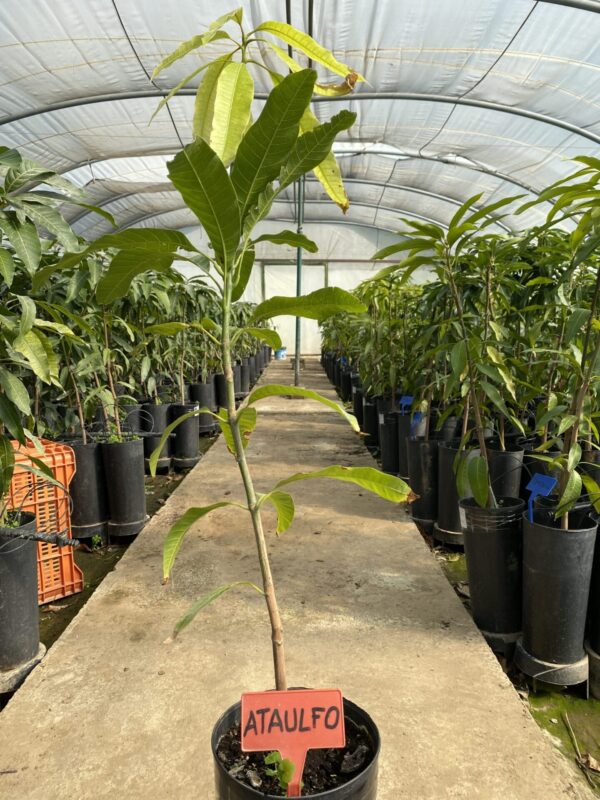 Mango Ataulfo - Imagen 2