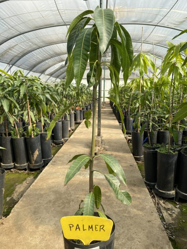 Mango Palmer - Imagen 2