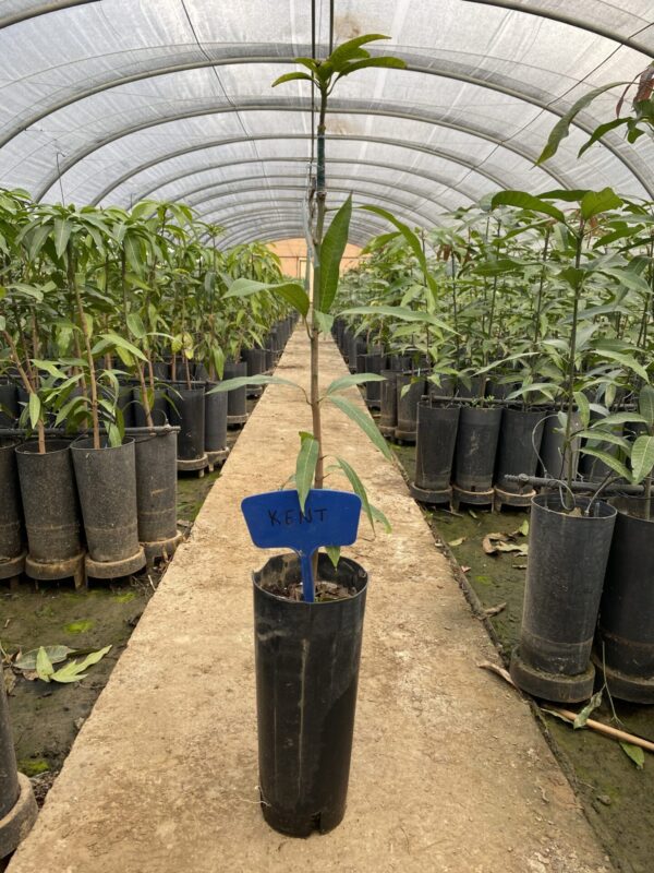 Planta de Mango Kent - Imagen 2