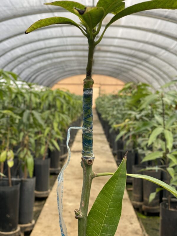 Planta de Mango Kent - Imagen 3