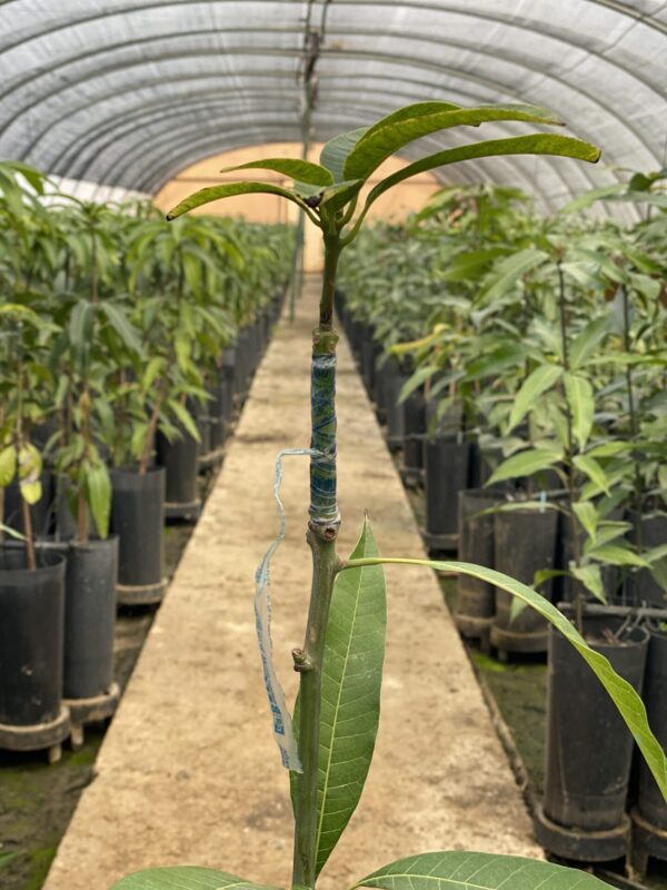 Planta de Mango Kent - Imagen 4