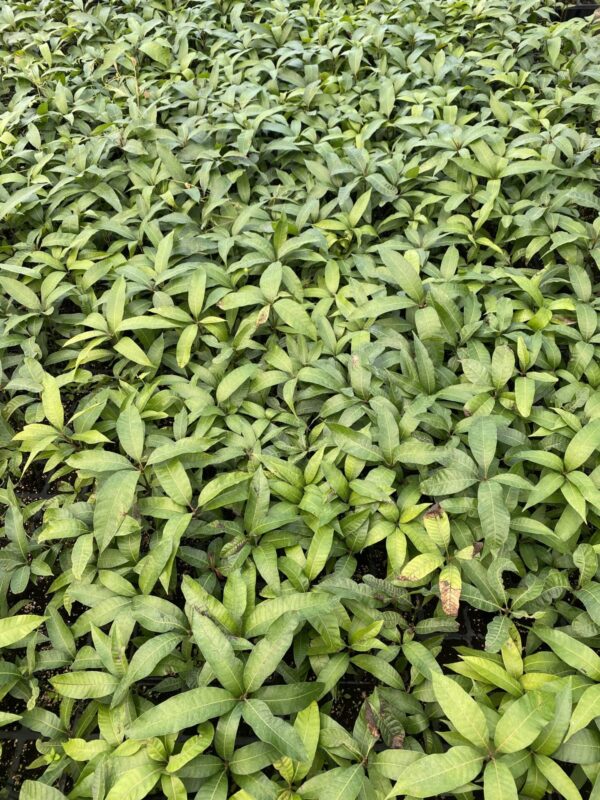 Mango Alveolos - Imagen 2