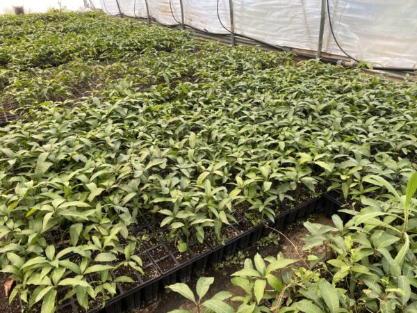 Mango Alveolos - Imagen 3