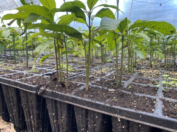 Mango Alveolos - Imagen 4