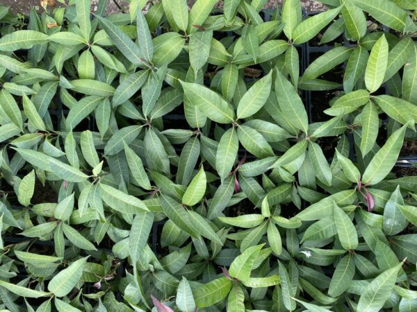 Mango Alveolos - Imagen 6