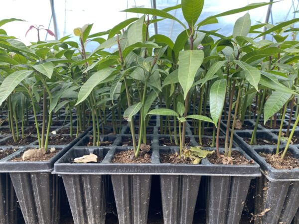 Mango Alveolos - Imagen 7