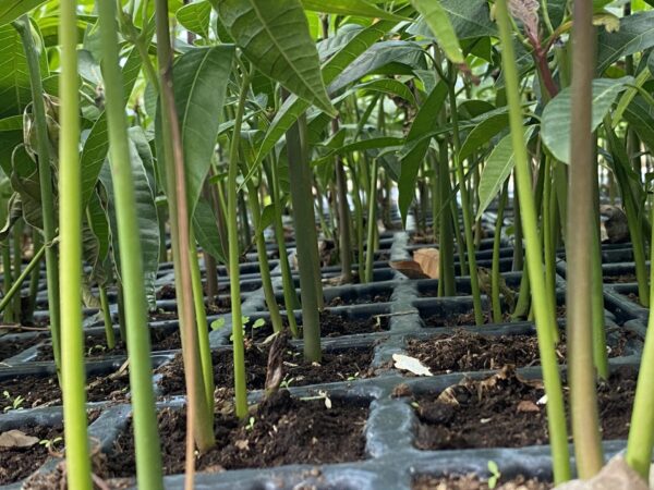 Mango Alveolos - Imagen 8