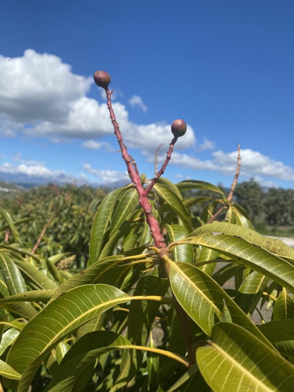 Mango Gomera 3 Bravío - Imagen 7