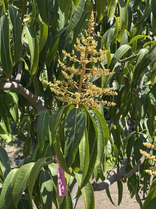 Mango Ataulfo - Imagen 7