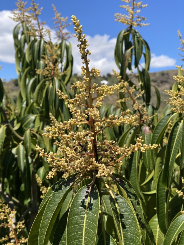 Mango Ataulfo - Imagen 8