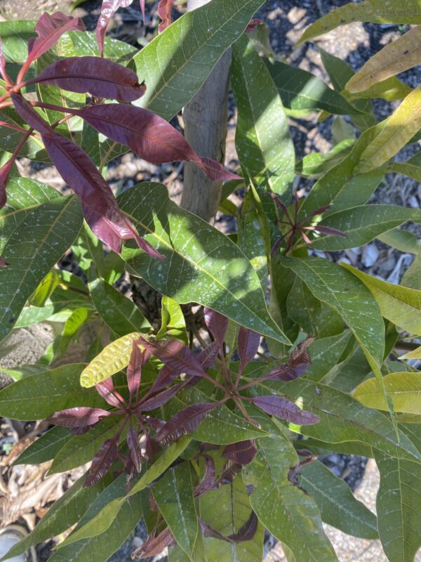 Mango Ataulfo - Imagen 3