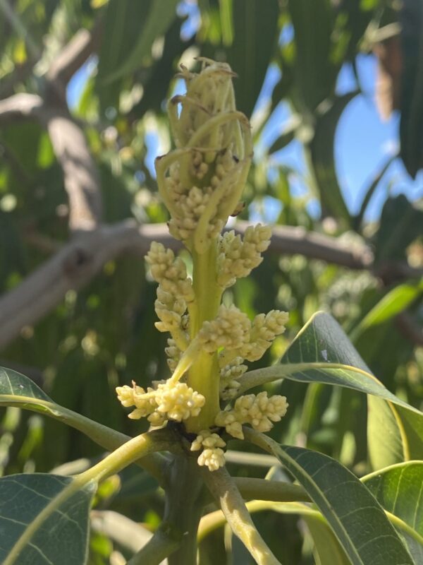 Mango Ataulfo - Imagen 4