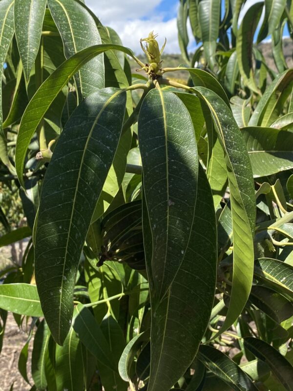Mango Ataulfo - Imagen 5