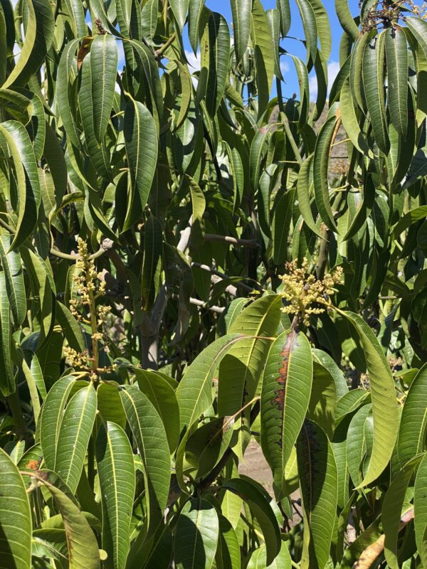 Mango Ataulfo - Imagen 6