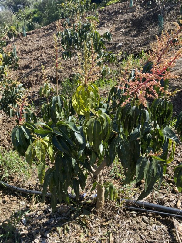 Mango Palmer - Imagen 4