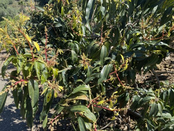 Mango Palmer - Imagen 6