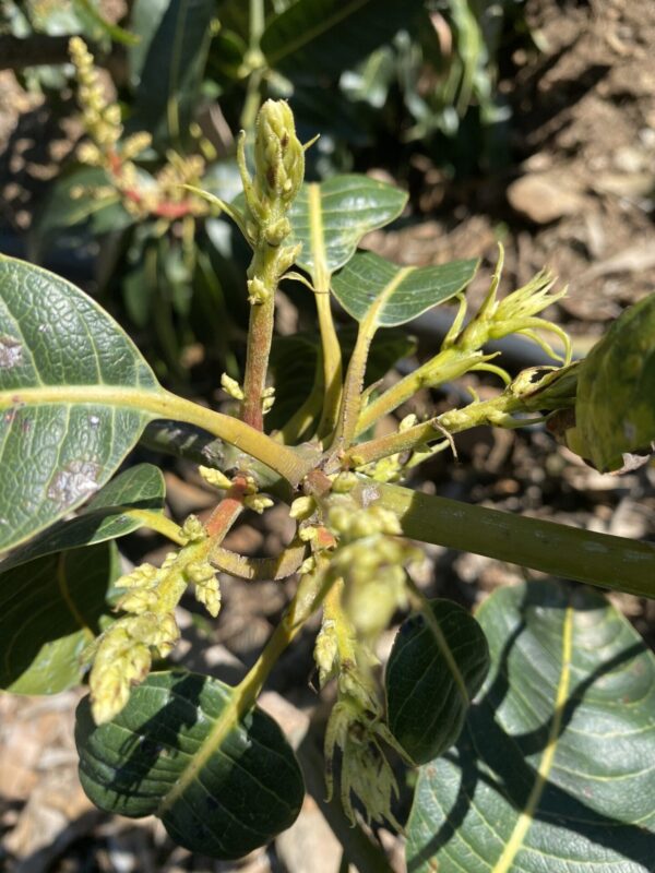 Mango Palmer - Imagen 3
