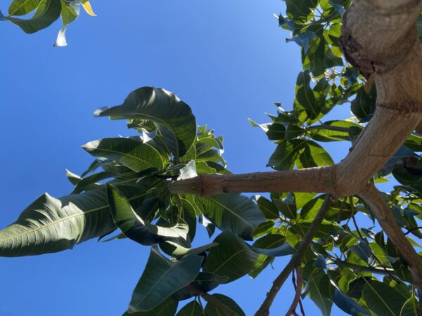 Mango Palmer - Imagen 5
