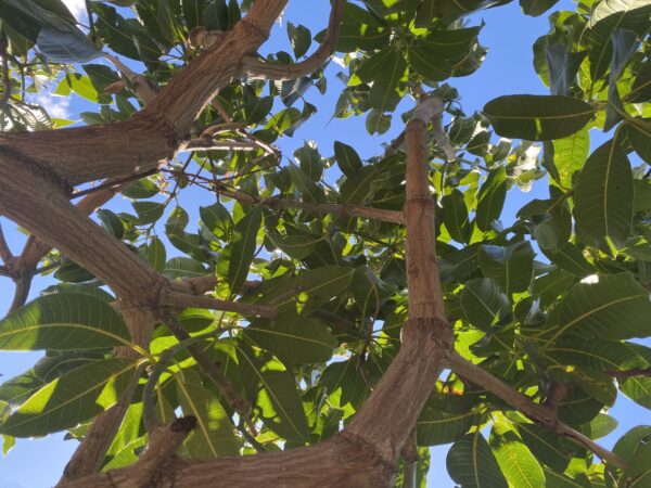 Planta de Mango Keitt - Imagen 8