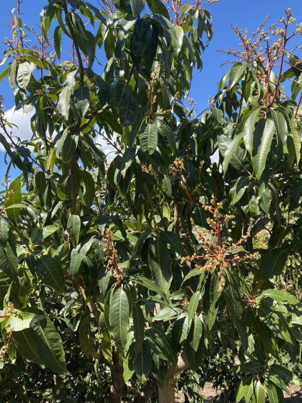 Planta de Mango Keitt - Imagen 3