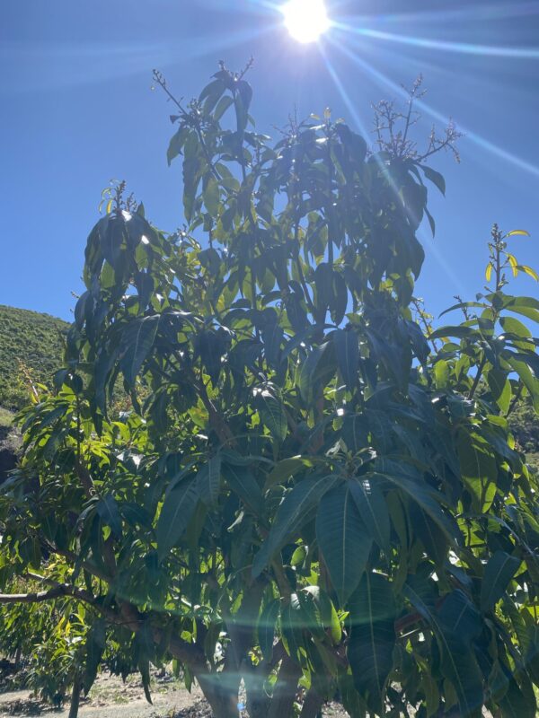 Planta de Mango Keitt - Imagen 4