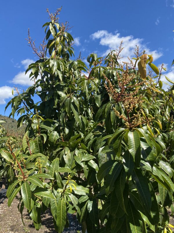 Planta de Mango Keitt - Imagen 5