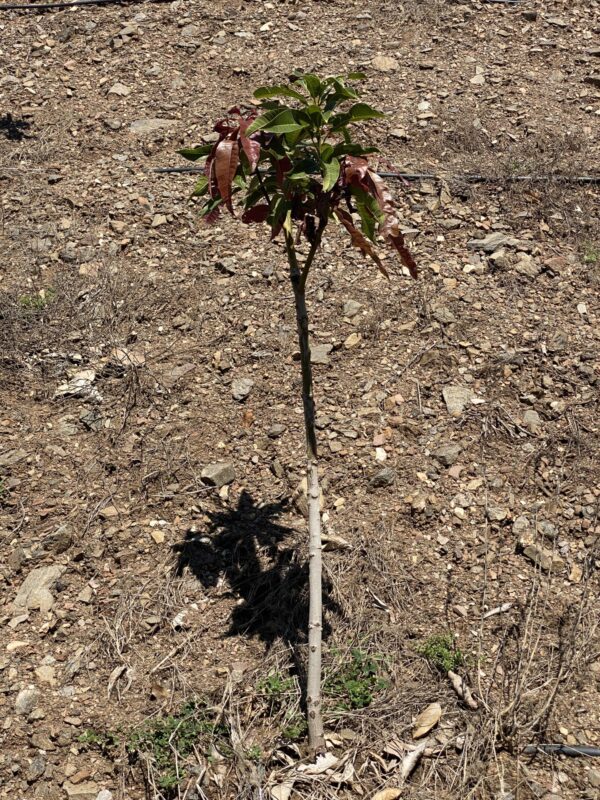 Planta de Mango Keitt - Imagen 6
