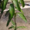 Aguacate Hass - Imagen 3