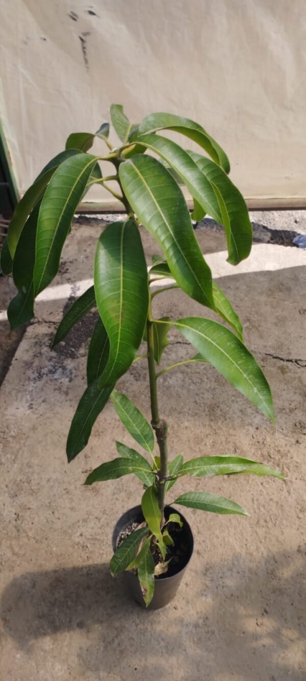 Aguacate Hass - Imagen 3