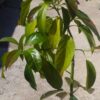 Aguacate Hass